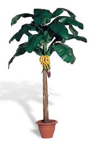 Bananenbaum.jpg (10559 Byte)